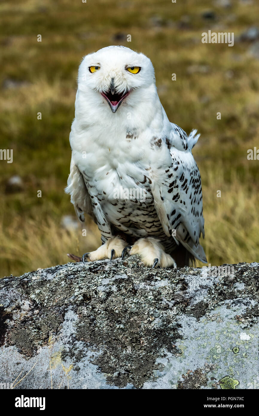 Owl, large, white, snowy owl with laughing, comical face.  Scientific name: Scandiacus bubo.  Portrait. Stock Photo