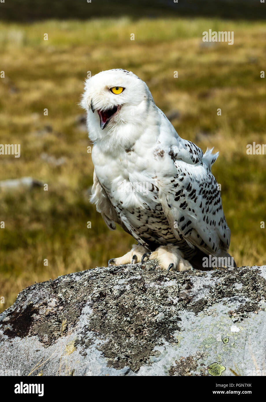 Owl, large, white, snowy owl with laughing, comical face.  Scientific name: Scandiacus bubo.  Portrait. Stock Photo