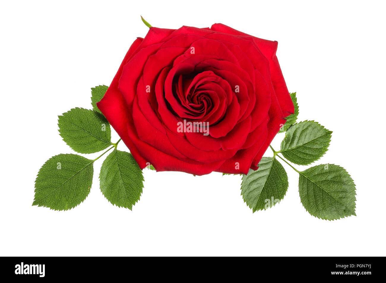 beautiful red rose isolated on white background Stock Photo - Alamy