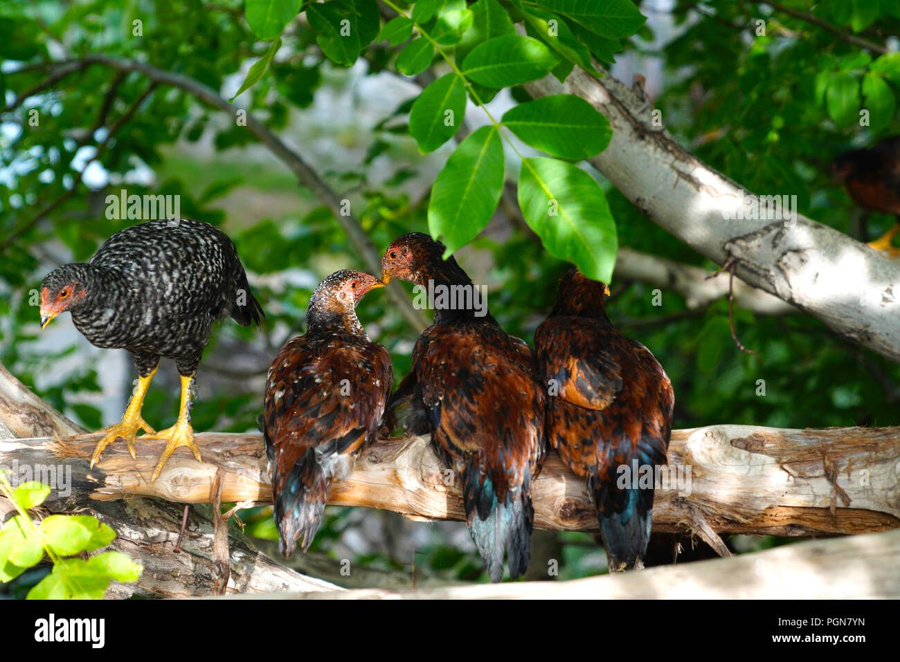 Young free range colorful hens sitting on a tree branch. Concept of kissing in public. Stock Photo