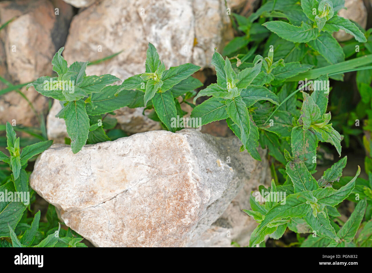 Fresh wild pennyroyal growing  in a rocky area in forest Stock Photo