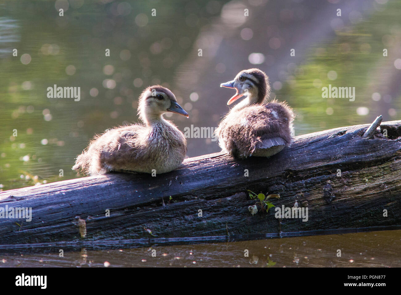 wood duck babies Stock Photo Alamy