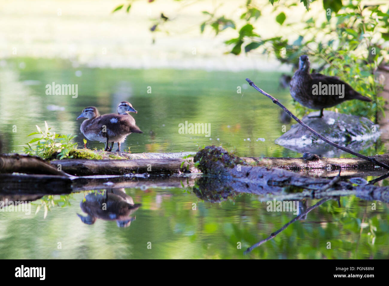 wood duck babies Stock Photo