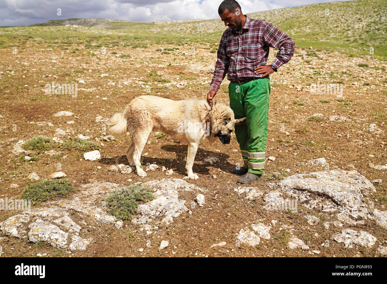Gurun, Sivas/Turkey-June 21 2018: Anatolian shepherd dog with spiked iron collar playing with its shepherd on pasture. Stock Photo