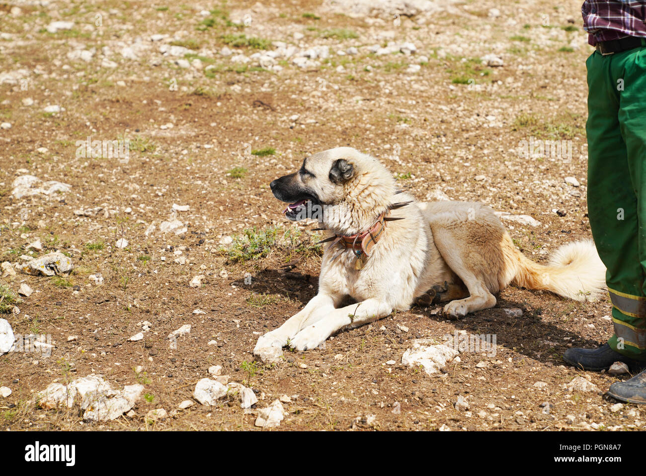 Anatolian shepherd dog with spiked iron collar lying on pasture near the shepherd and looking across Stock Photo