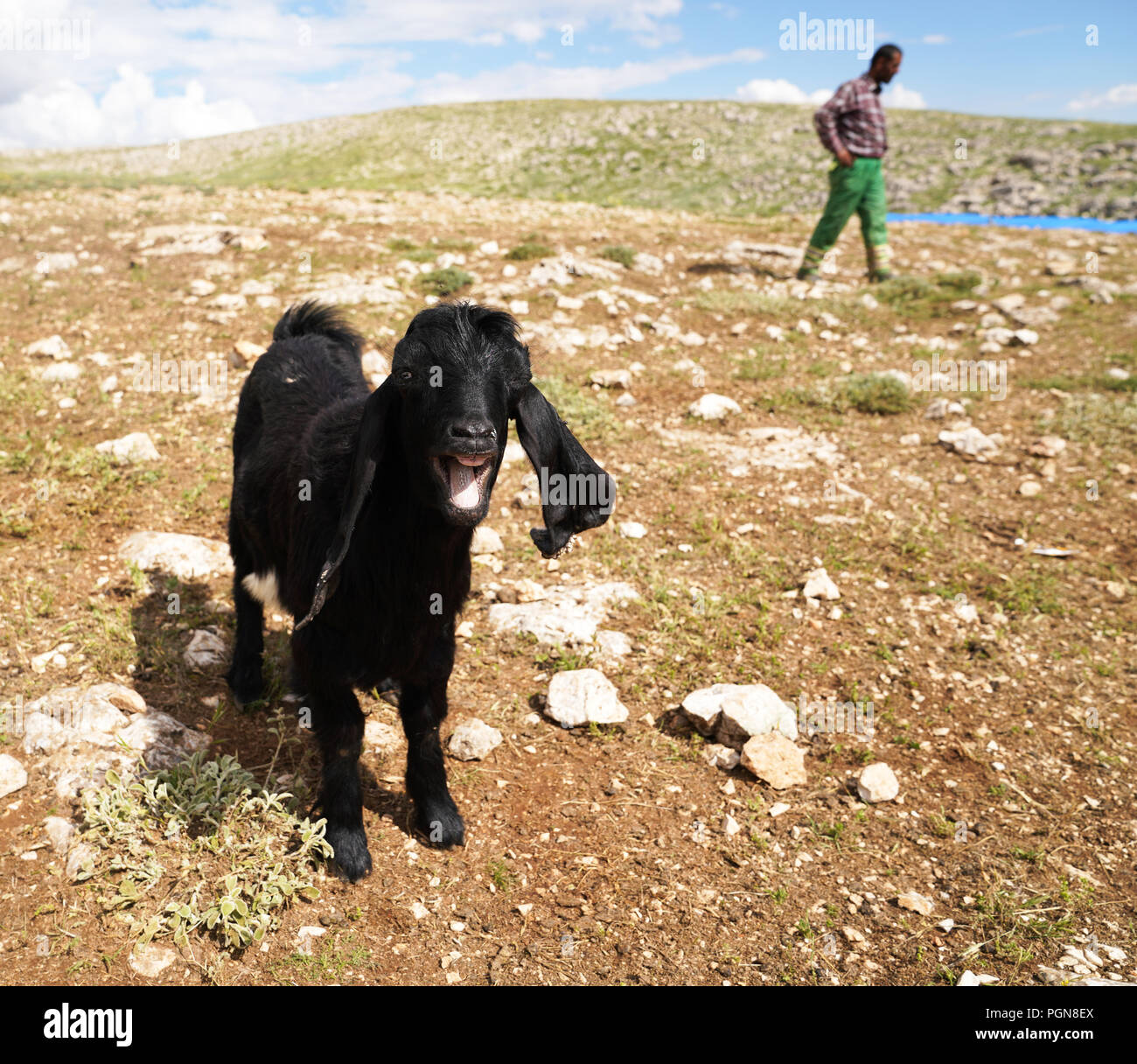 Very long eared black goat kid looking to the camera and bleating and blurred shepherd in