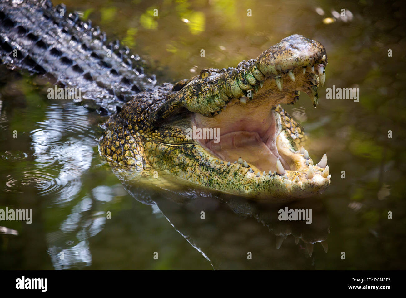 Crocodile with open mouth in Bali Stock Photo