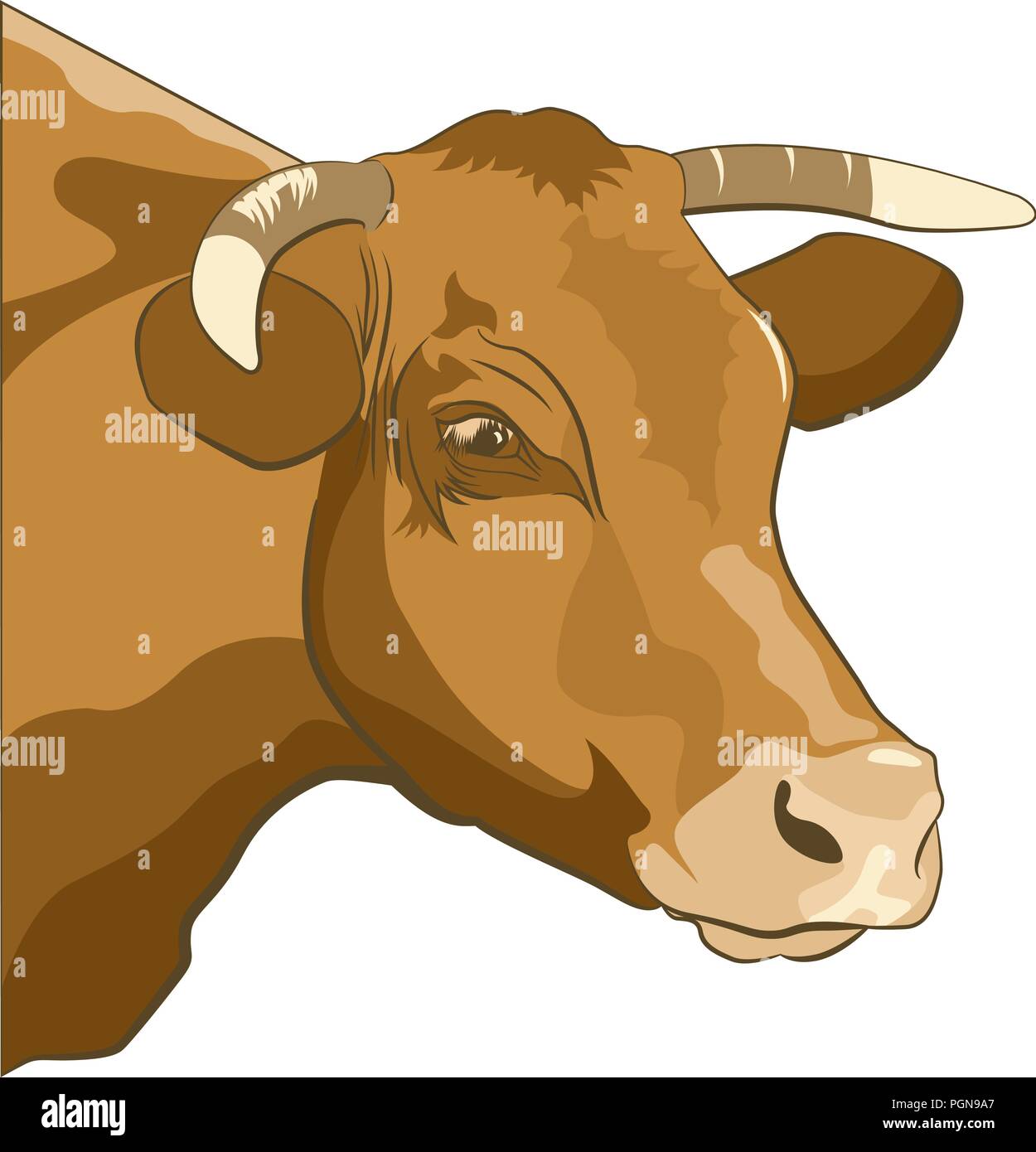 Portrait of a brown cow on a white background Stock Vector Image & Art ...