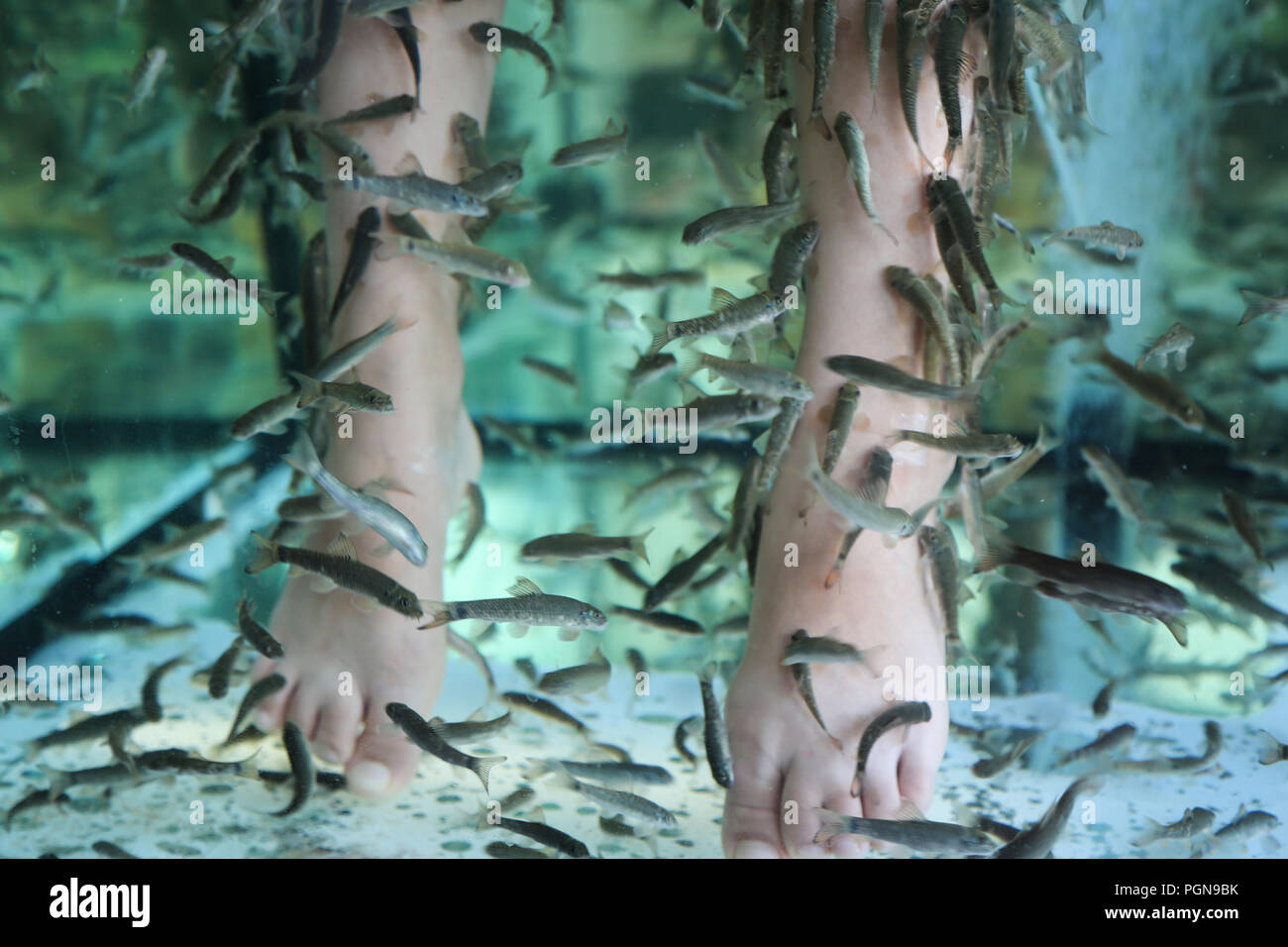 Fish Spa pedicure Rufa Garra treatment. Feet and fish in blue water Stock Photo