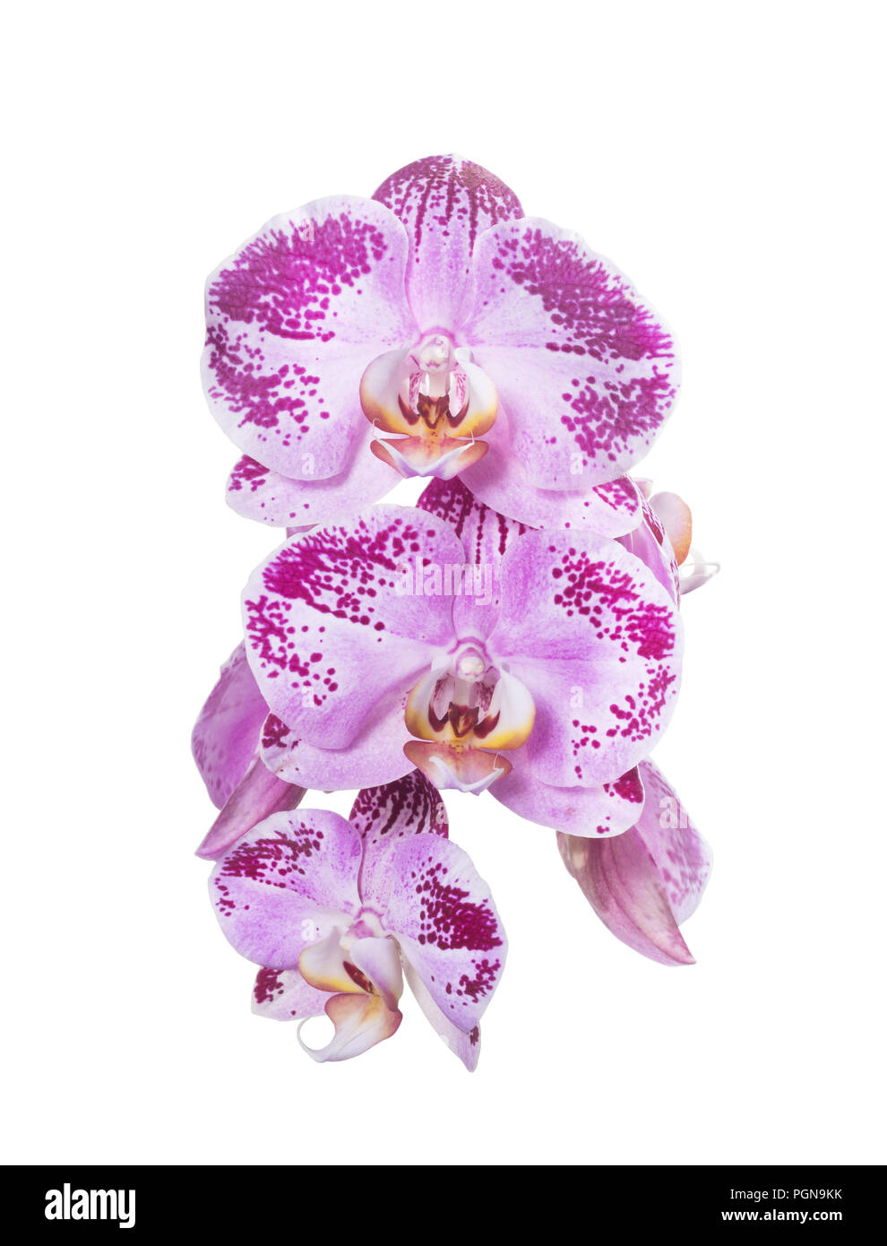 orchids phalaenopsis speckled pink isolated Stock Photo