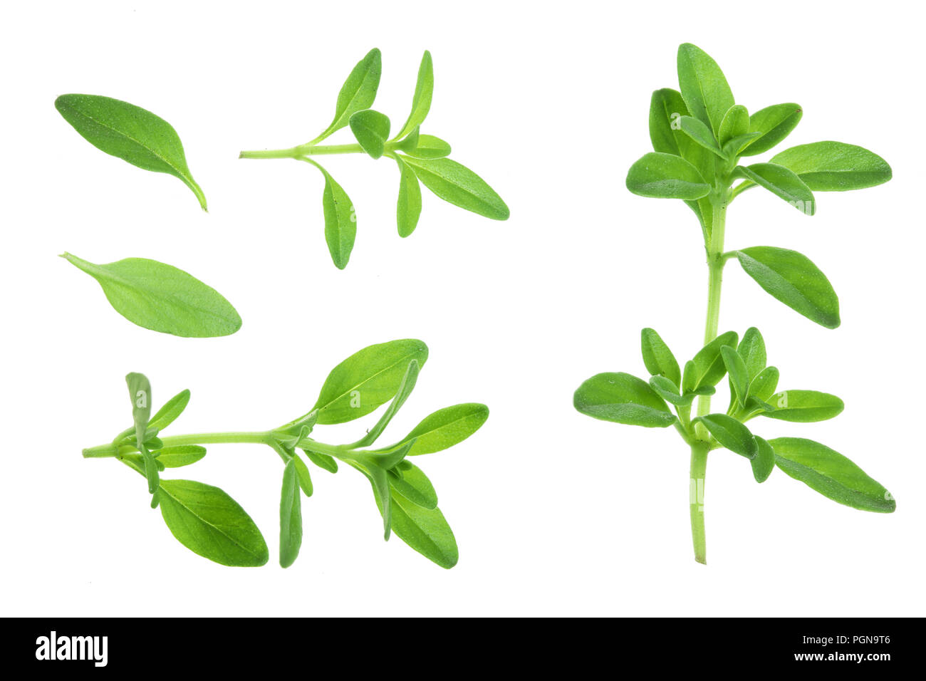 Thyme leaf hires stock photography and images Alamy