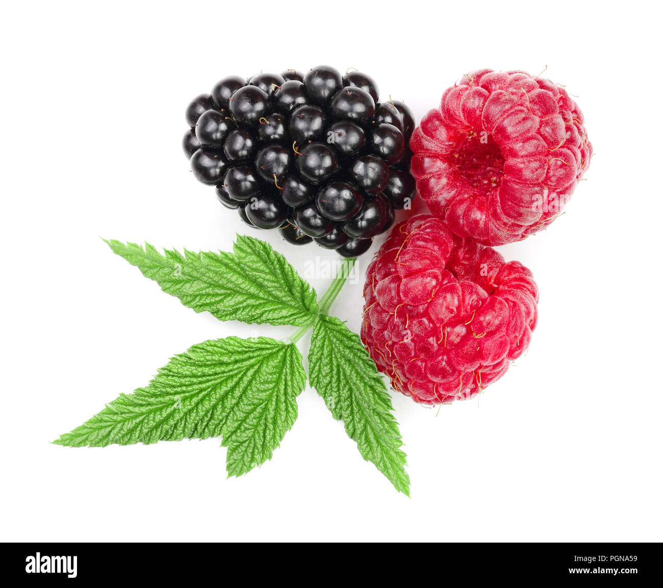 Blackberry Vs Raspberry Leaf blackberry and raspberry with leaves isolated on white background. Top ...
