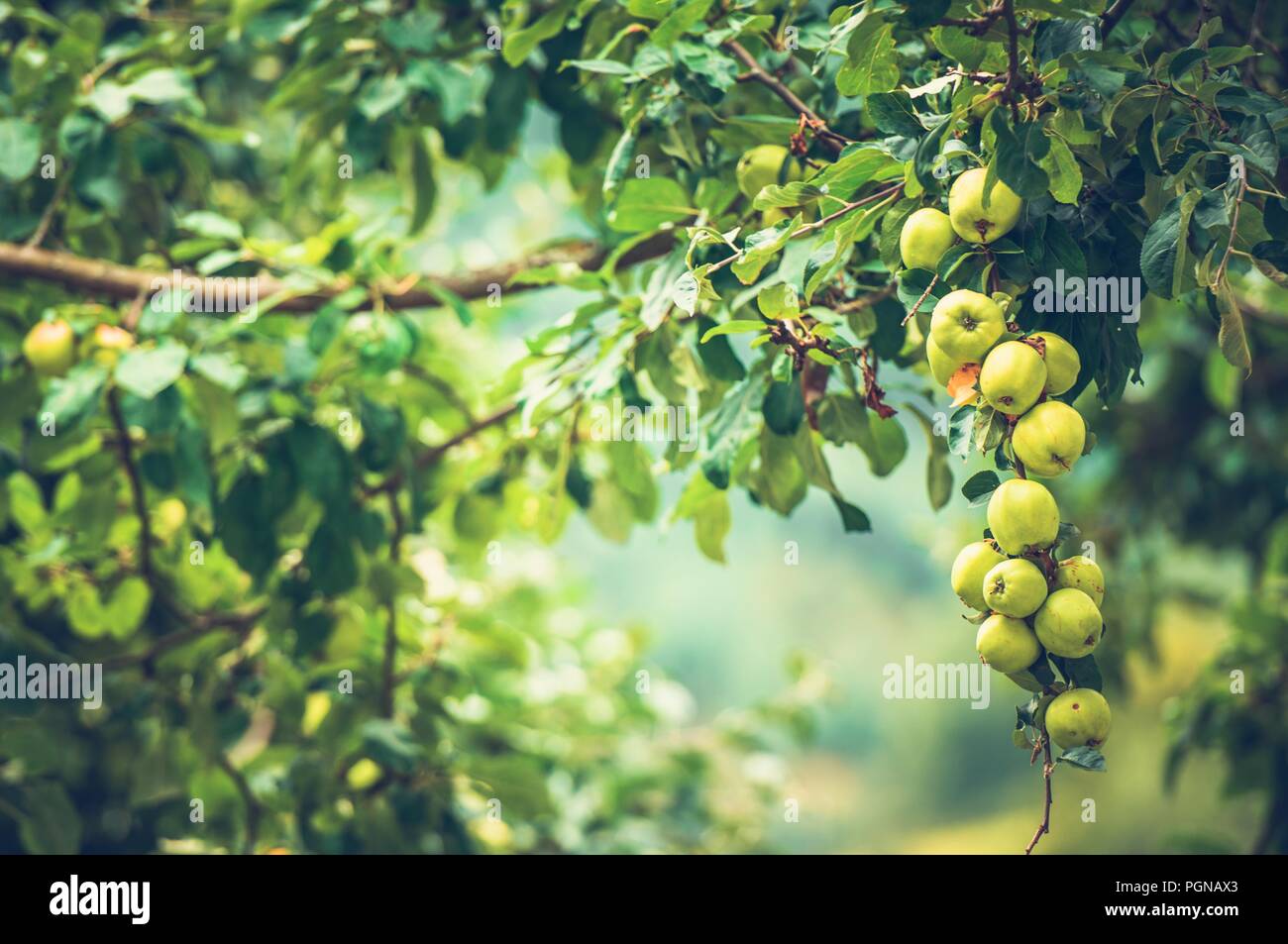 Organic Apples on a Tree. Agriculture and Gardening Theme. Stock Photo