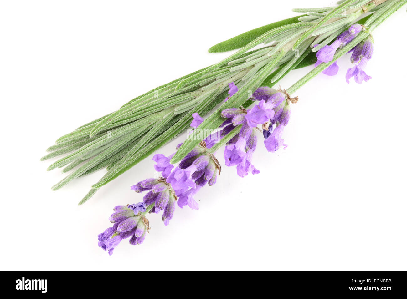 Twig of lavender with leaf isolated on a white background Stock Photo