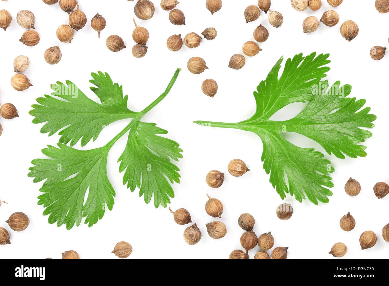 coriander seed and leaves isolated on white background. Top view. Flat lay pattern Stock Photo