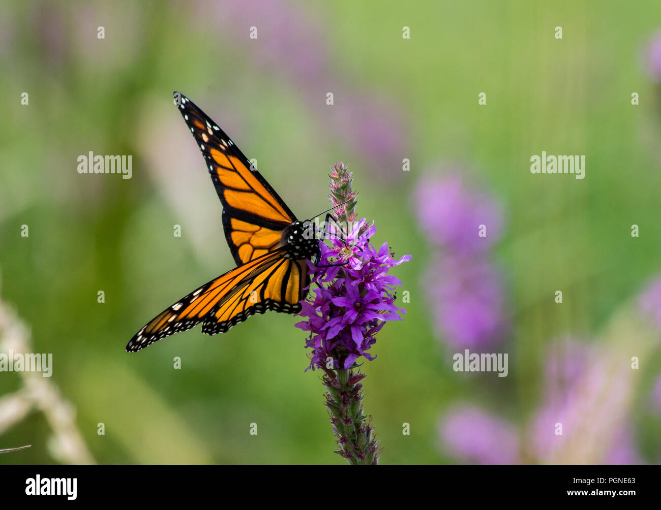 Monarch Butterfly Collection Framed Butterflies Danaus Plexippus Set Of Four