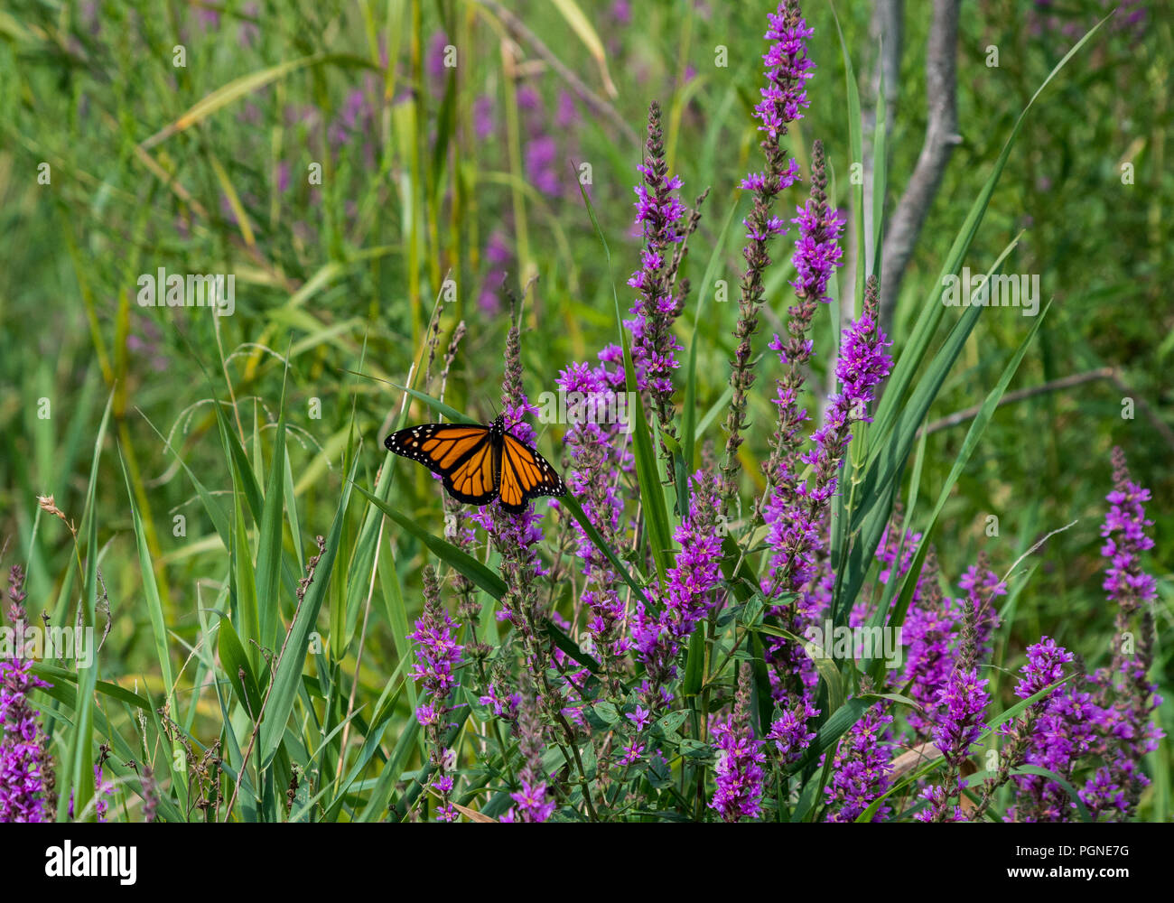 Monarch butterfly on Purple Loosestrife wildflowers Stock Photo