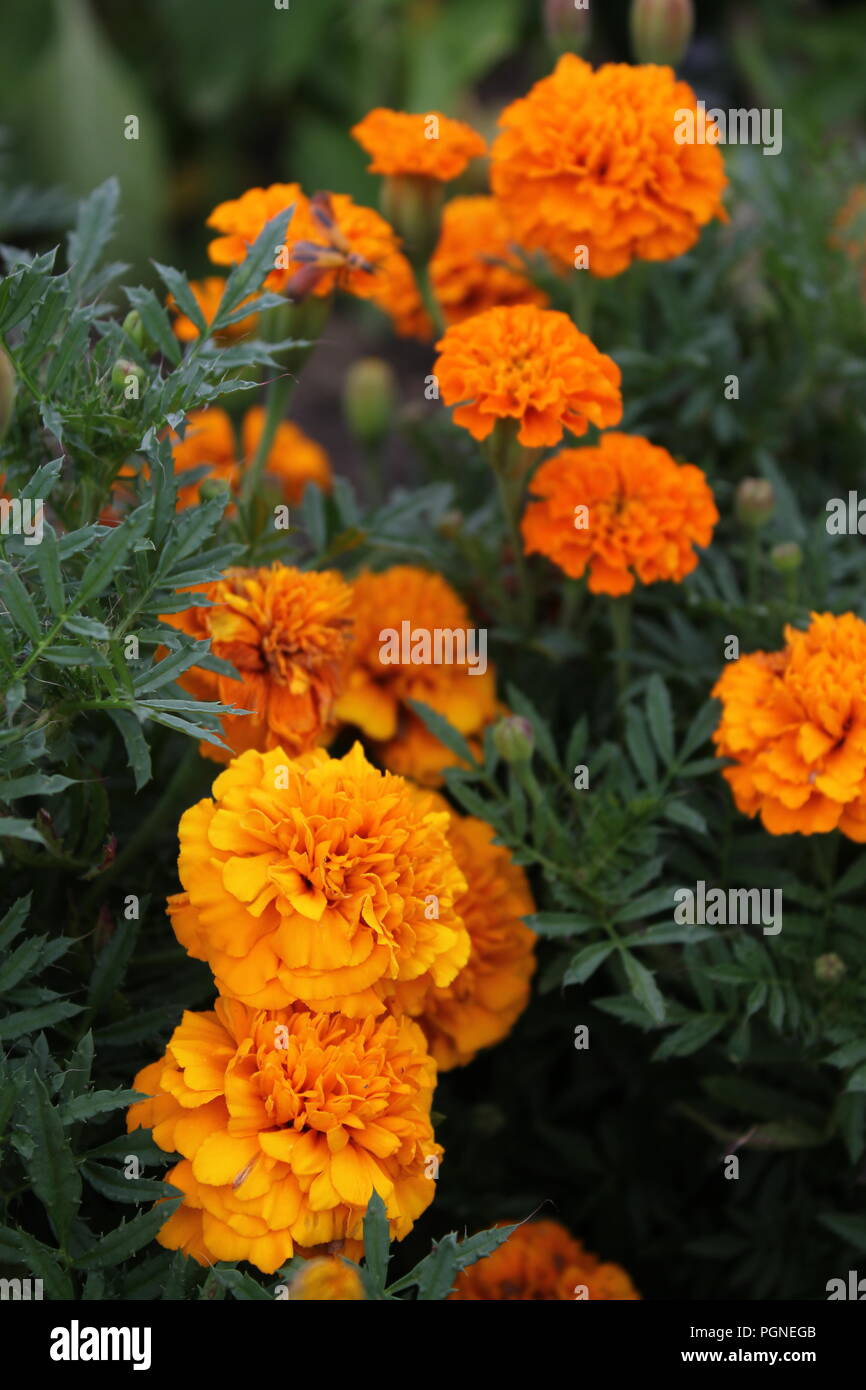 Orange carnation, Dianthus caryophyllus, growing beautifully at Wagner Farm Community Garden in