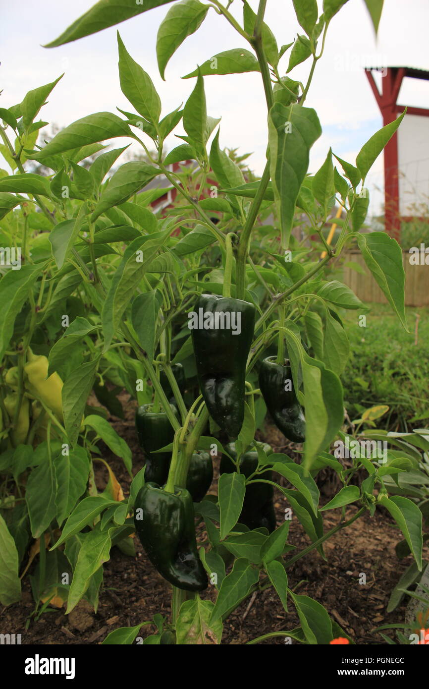 Poblano plant hi-res stock photography and images - Alamy