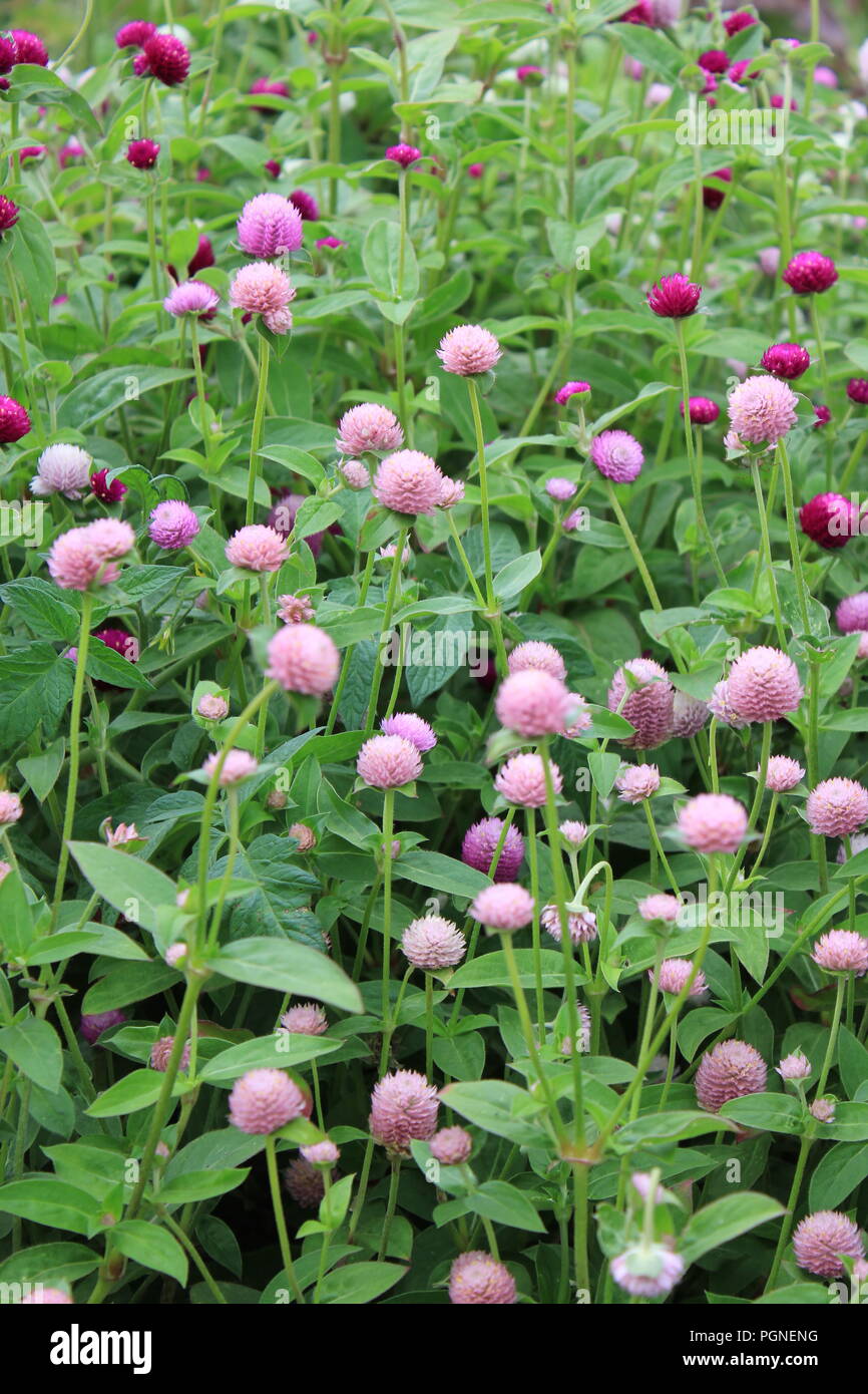Purple, pinkish, and white clover and trefoil (Trifolium). Stock Photo