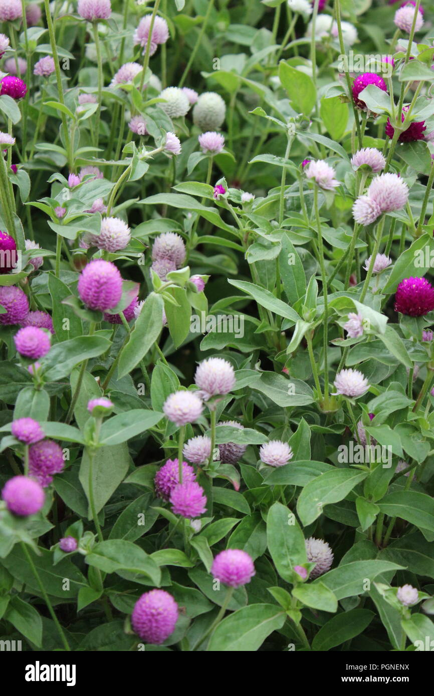 Purple, pinkish, and white clover and trefoil (Trifolium). Stock Photo