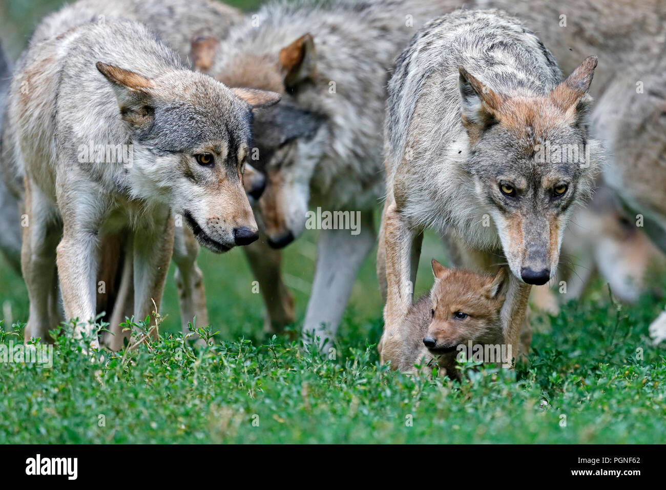 Algonquin wolves canis lupus lycaon hi-res stock photography and images ...