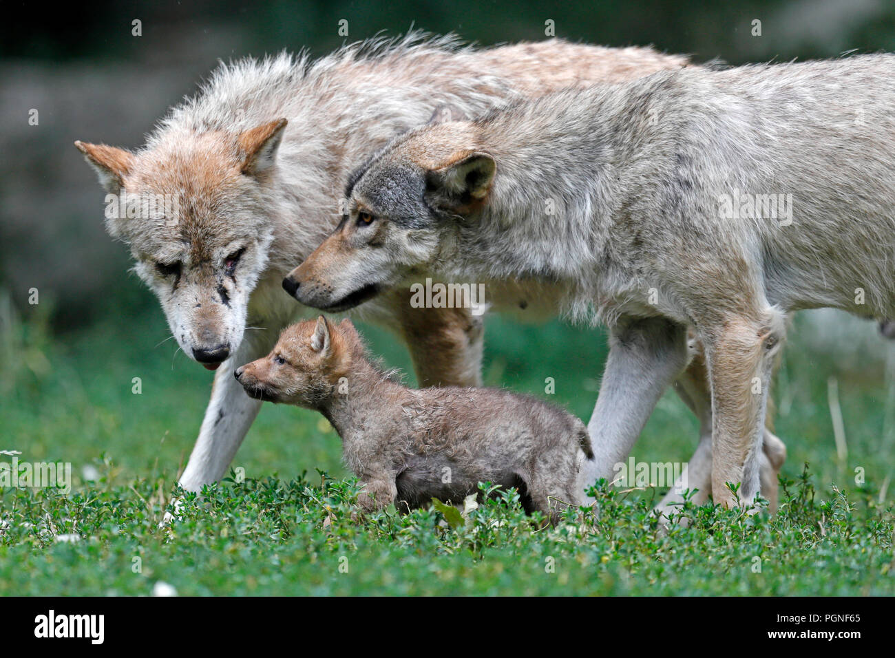 Algonquin wolves canis lupus lycaon hi-res stock photography and images ...