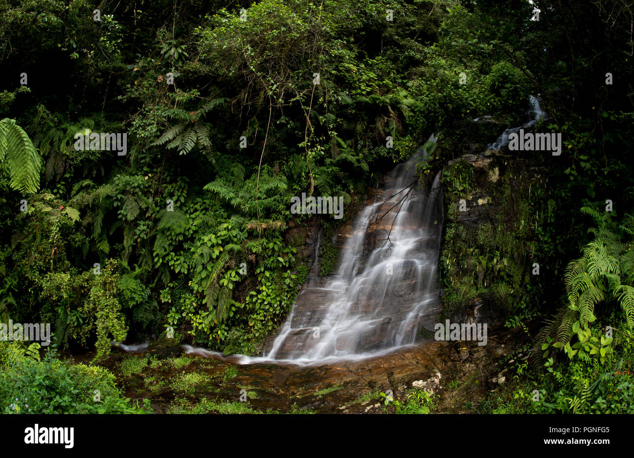 Rainforest waterfall animal hi-res stock photography and images - Alamy