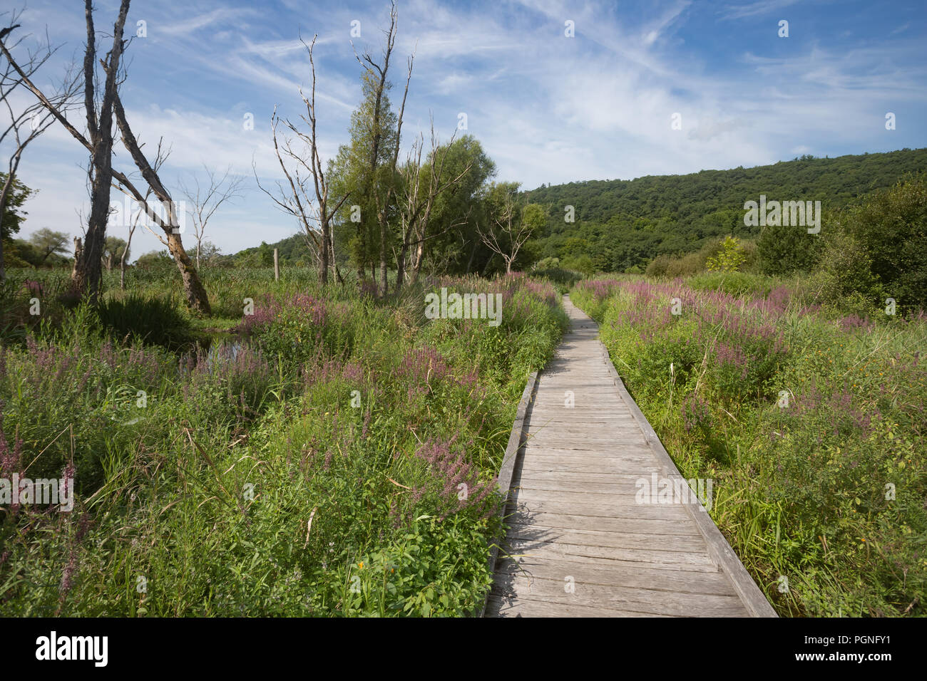 Section of the Appalachian Trail boardwalk in Pawling, New York Stock Photo Alamy