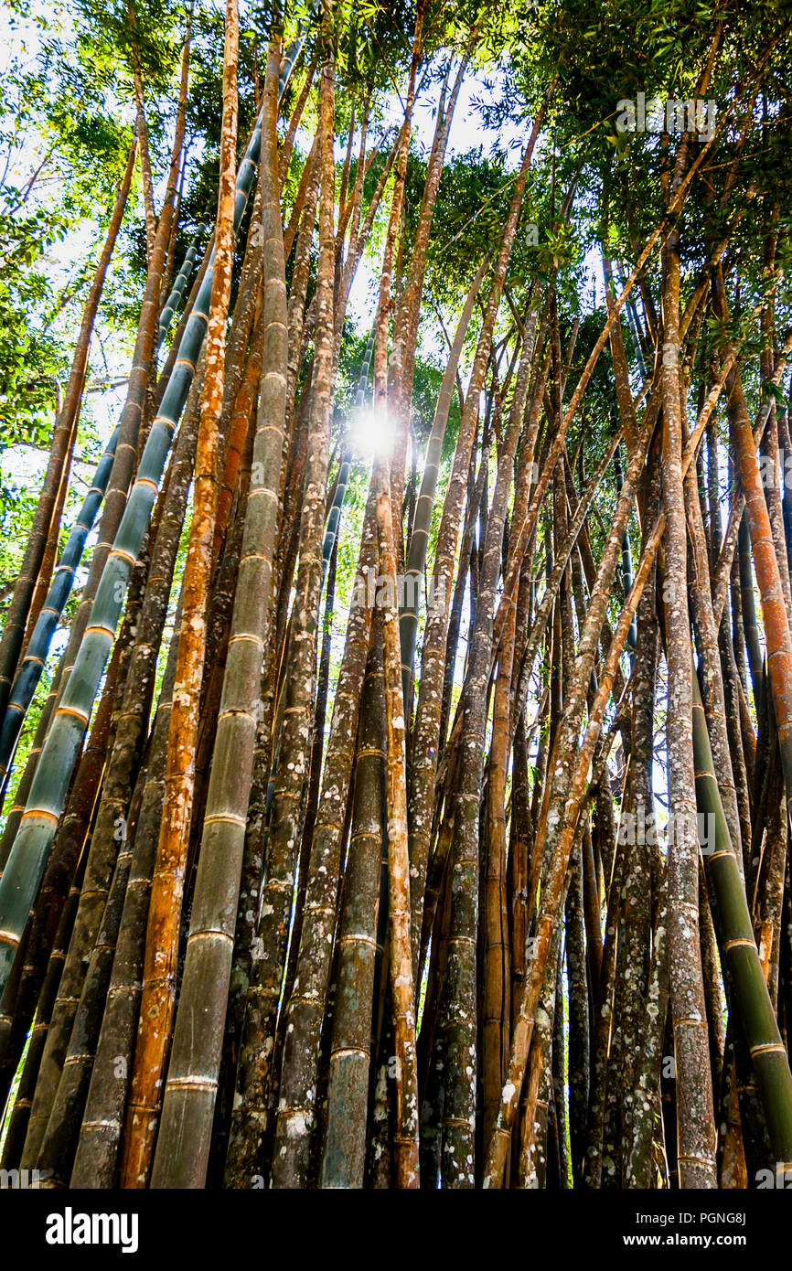 Tall Thin Trees High Resolution Stock Photography and Images Alamy