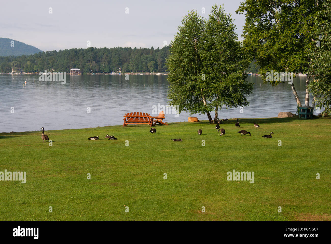 A small flock of Canada geese, Branta canadensis, resting and feeding on the lawn on Osborne Point in Speculator, NY USA with a view of Lake Pleasant Stock Photo