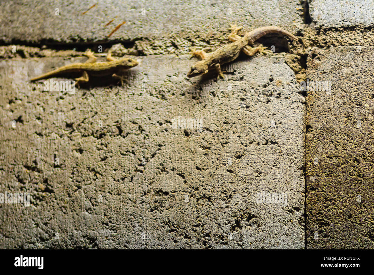 Lizerd Ruff Close up lizard on the brick wall at night. Abstract background brick ...