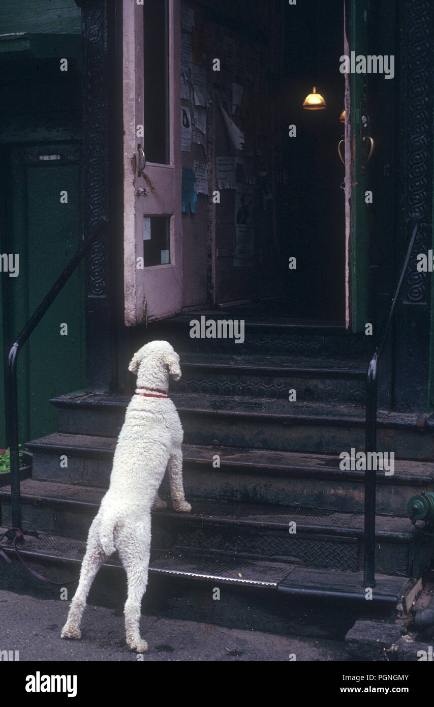 Dog waits outside New York business Stock Photo