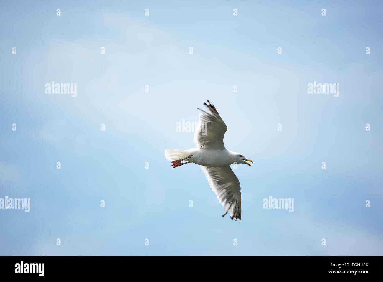 Seagull flying with blue sky and clouds as background Stock Photo - Alamy