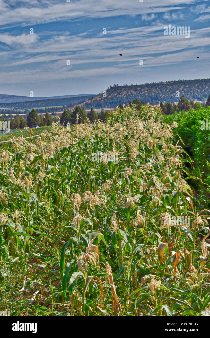 Crops at an Organic farm in Central Oregon Stock Photo