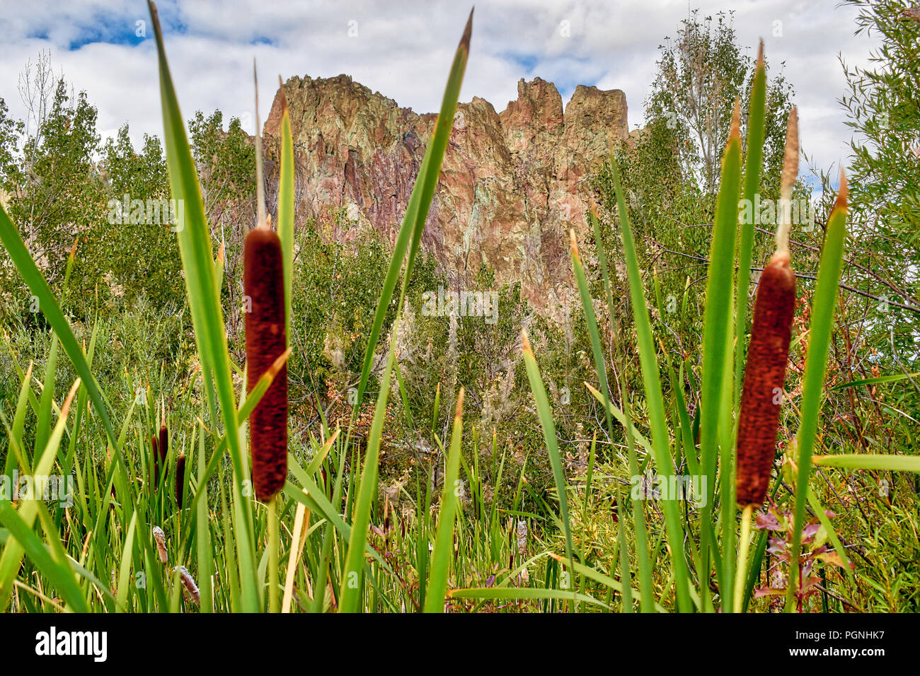 Cat Tails pop up along a creek at Smith Rock State Park in Central Oregon. Stock Photo