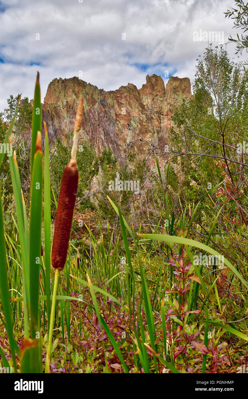 Cat Tails pop up along a creek at Smith Rock State Park in Central Oregon. Stock Photo