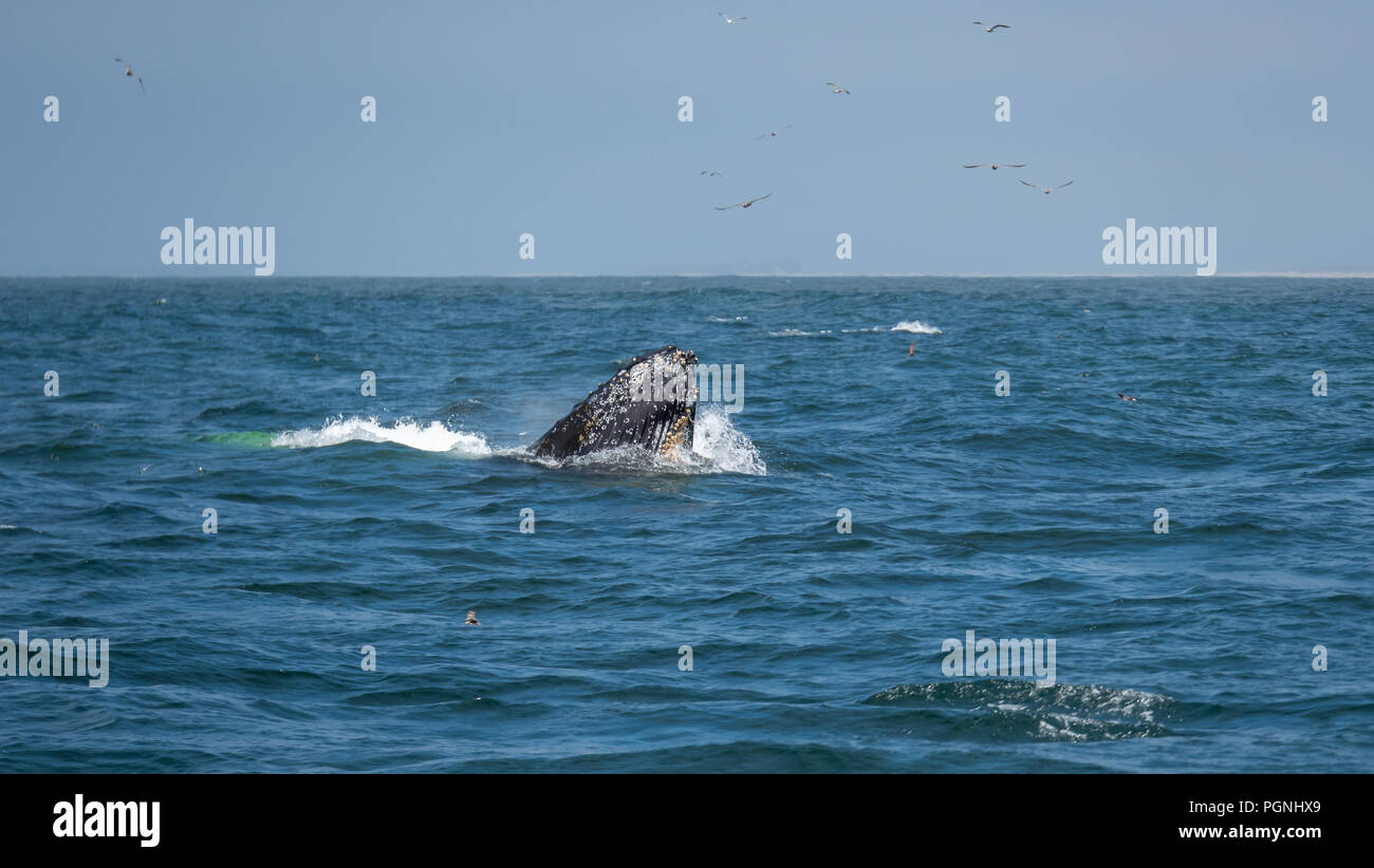 Large Whale Coming to the Surface to Eat Stock Photo