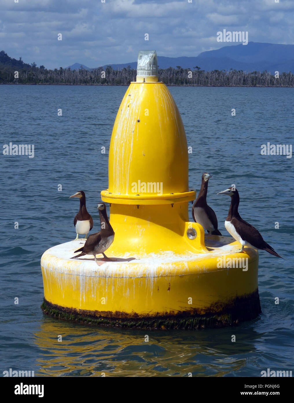 Brown boobies (Sula leucogaster) on channel marker, Hinchinbrook Island, Queensland, Australia. No PR Stock Photo