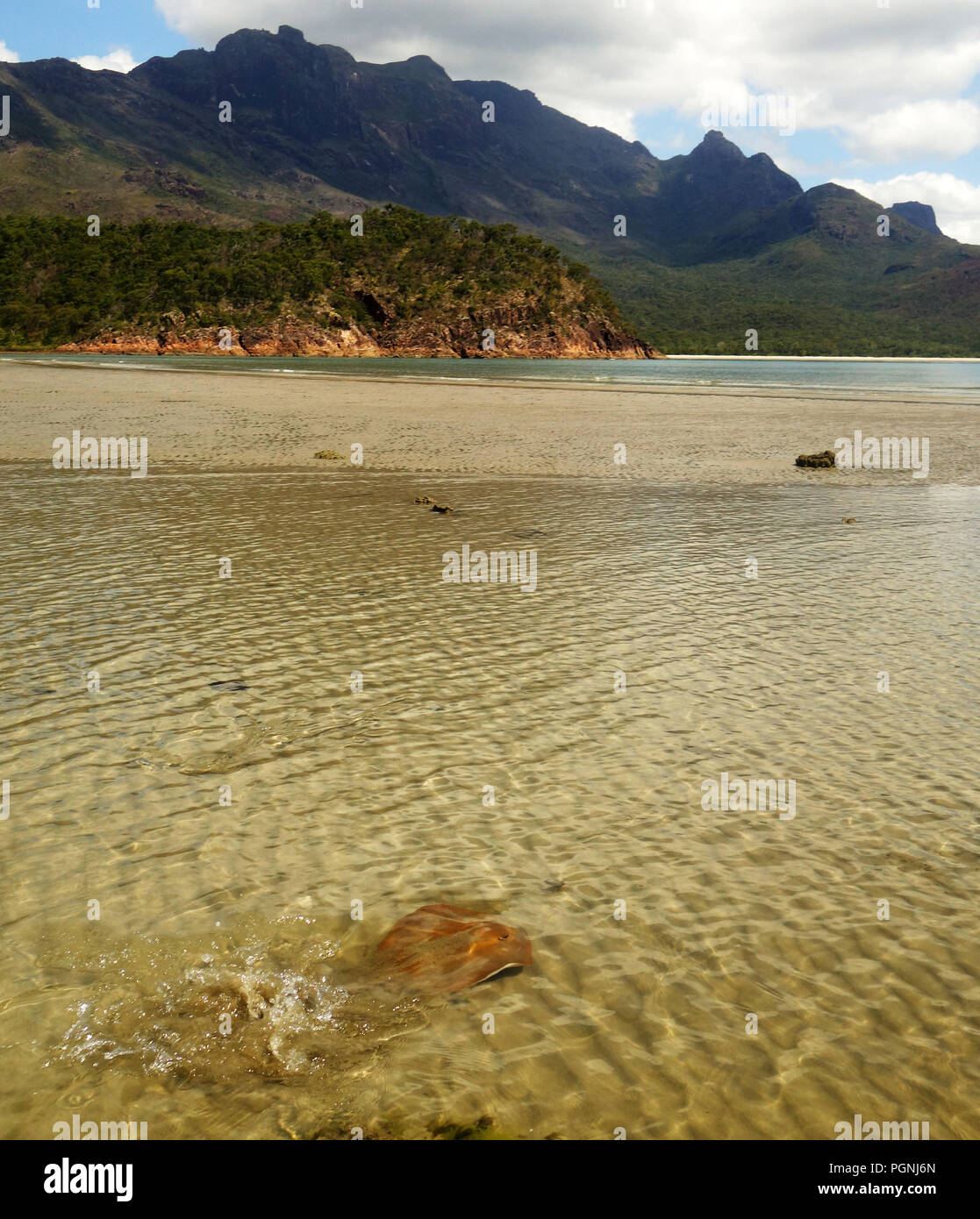 Stingray breaks cover in the shallows, Hinchinbrook Island National Park, Queensland, Australia Stock Photo