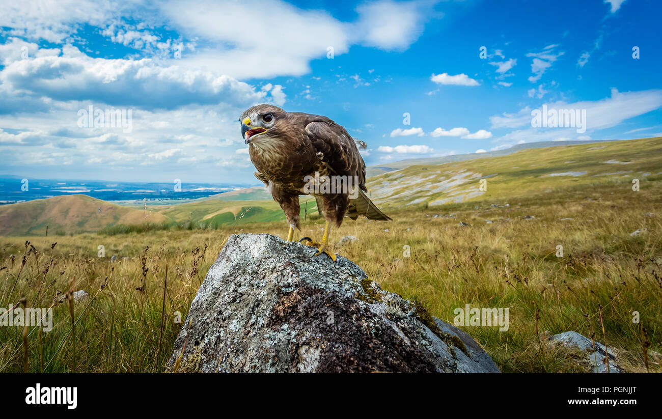 Buzzard, common buzzard perched on lichen covered rock with blue skies and moorland in the background.  Buteo Buteo.  Horizontal. Stock Photo