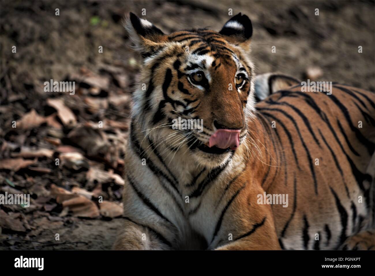 Royal Indian Bengal Tiger / Indian tiger Stock Photo