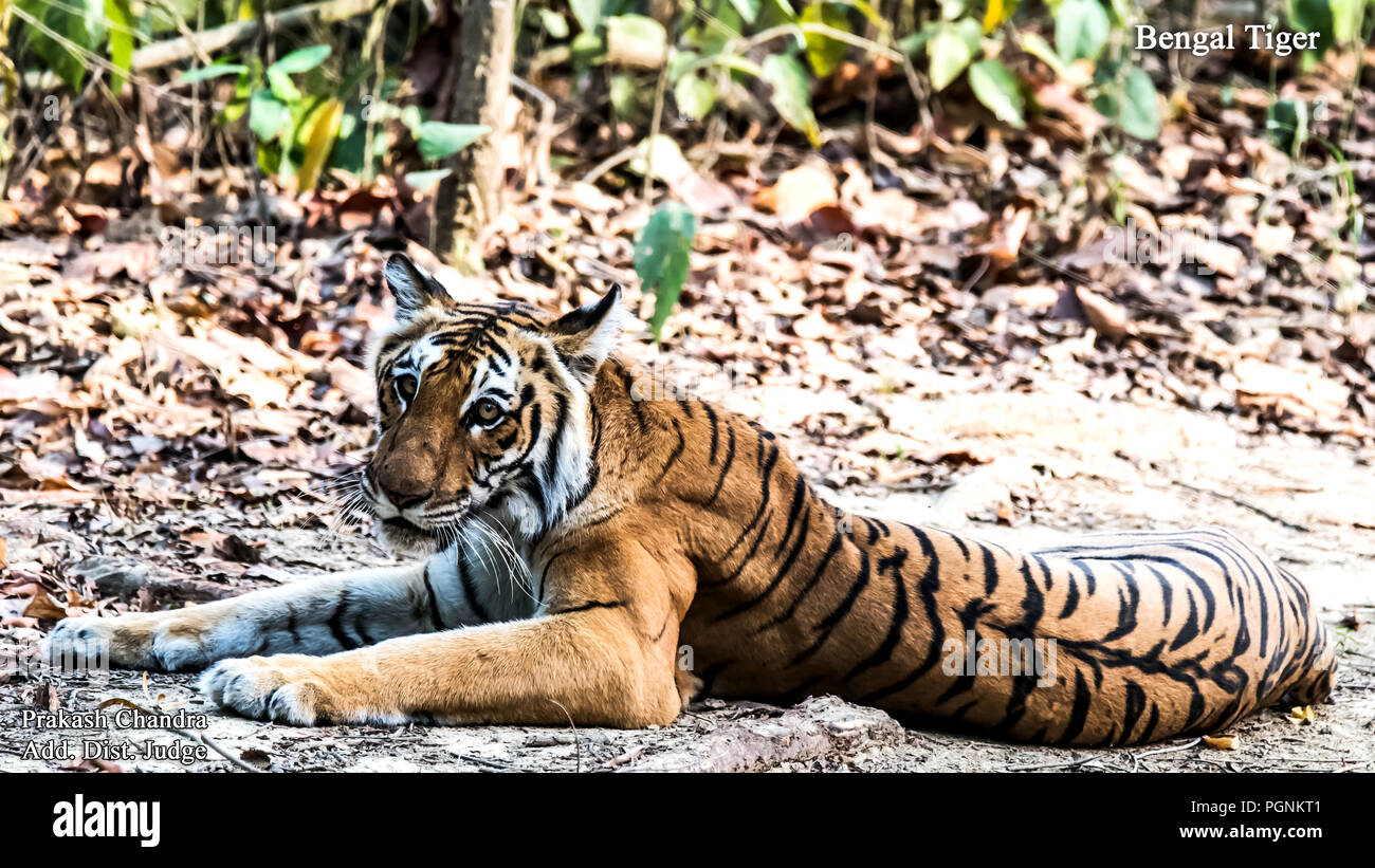 Royal Indian Bengal Tiger / Indian tiger Stock Photo