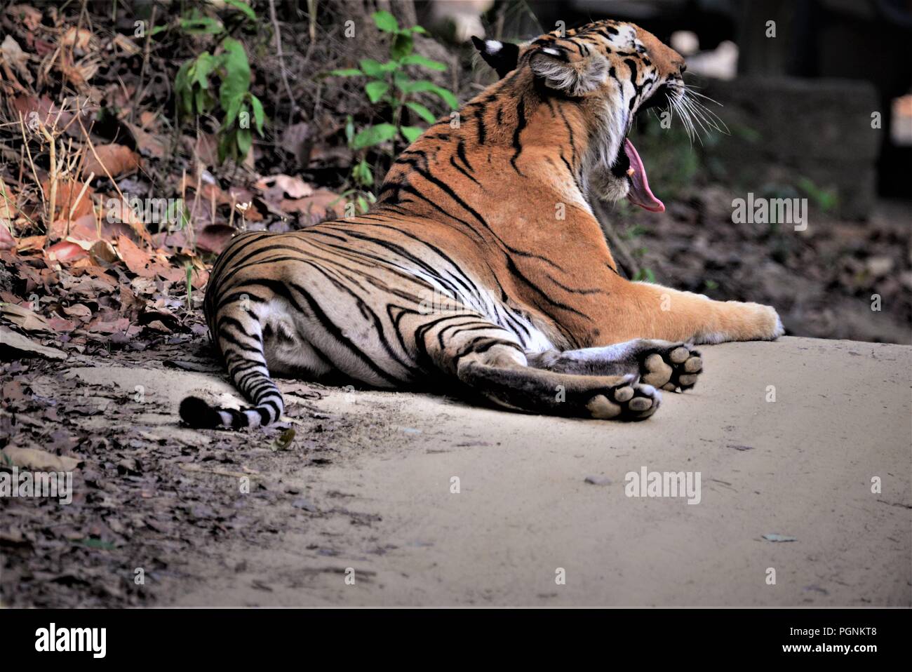 Royal Indian Bengal Tiger / Indian tiger Stock Photo
