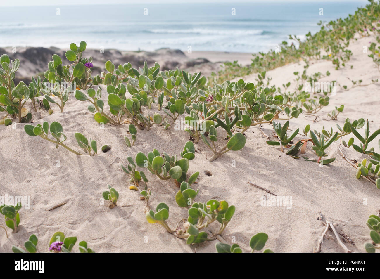 Sand dune by the beach with Sand Verbena Stock Photo
