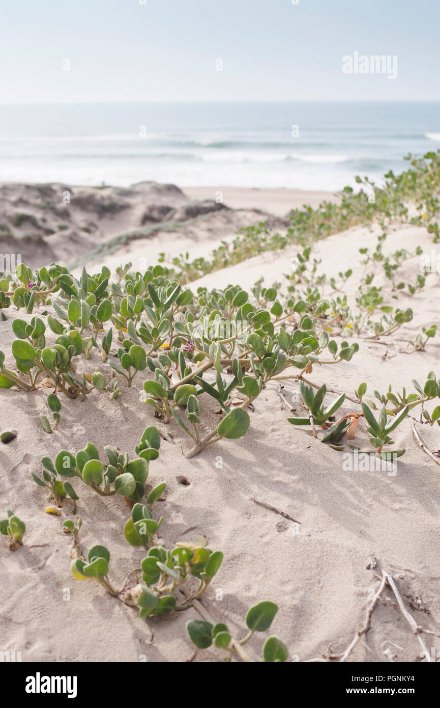 Sand Verbena sprawling on a sand dune by the ocean Stock Photo
