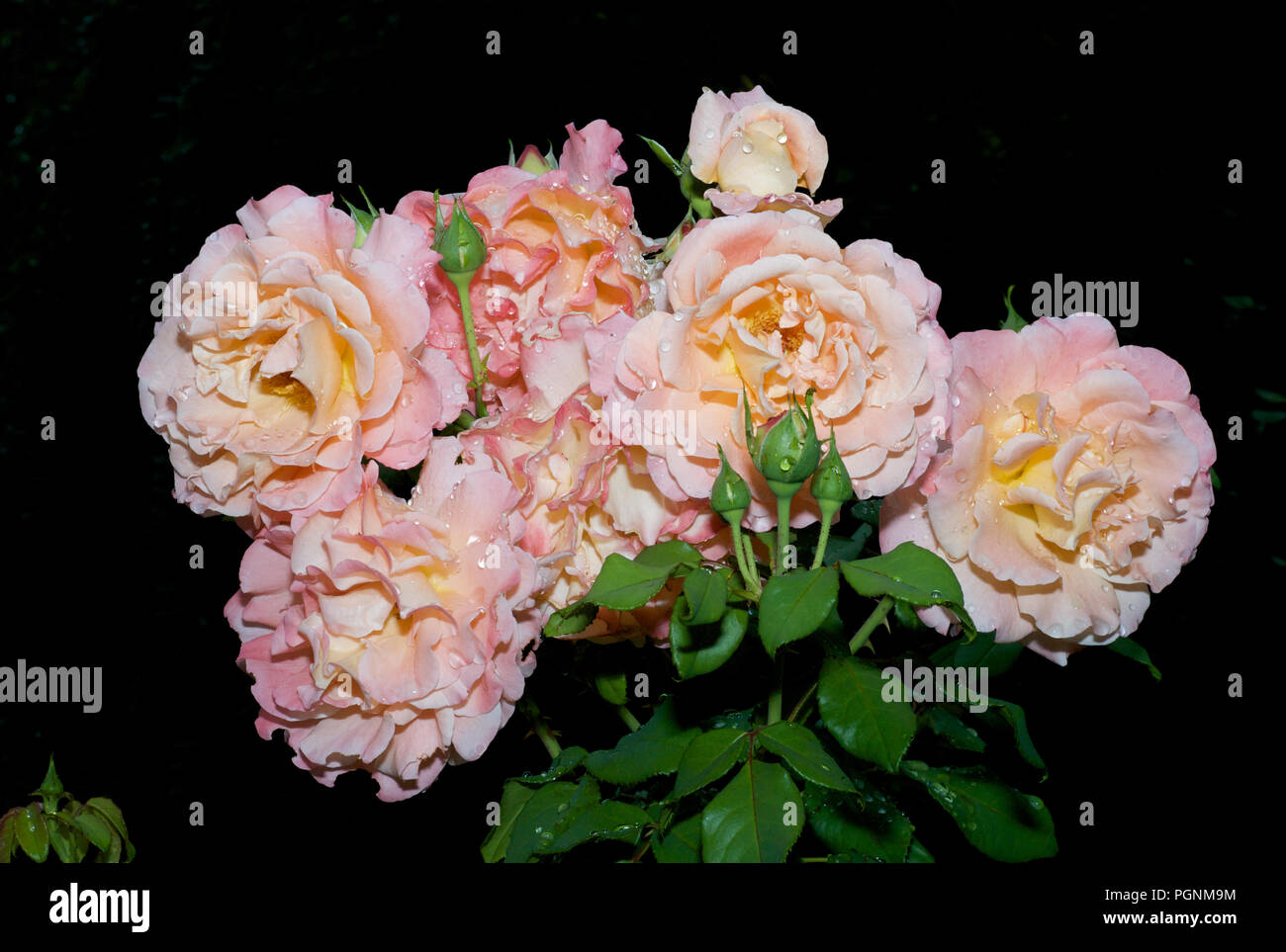 Fresh Thaw on a Bunch of  Pale Pink Roses on Black Background Stock Photo