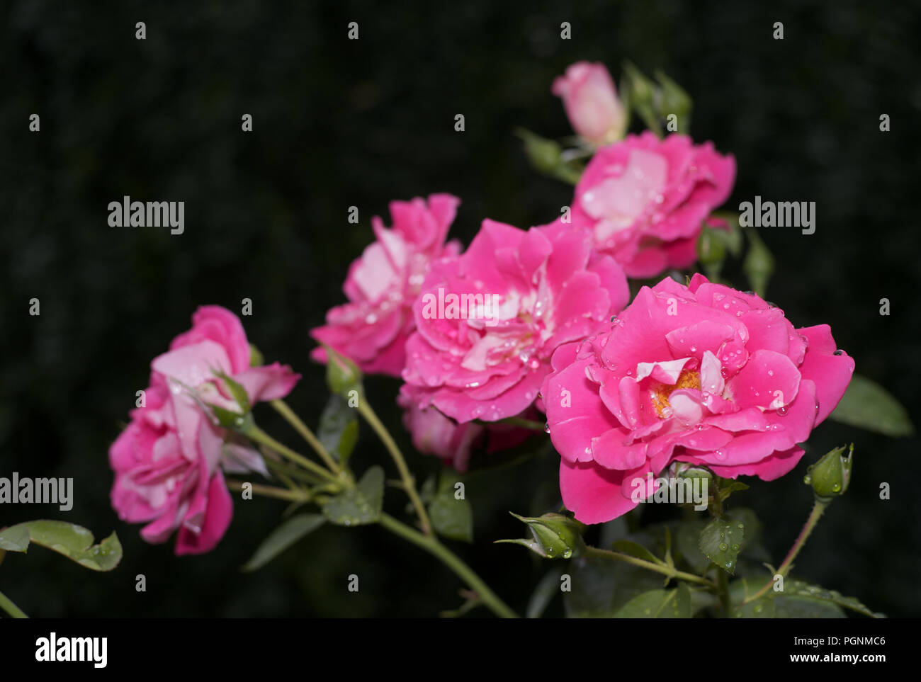 Fresh Thaw on Bright Pink Roses Stock Photo