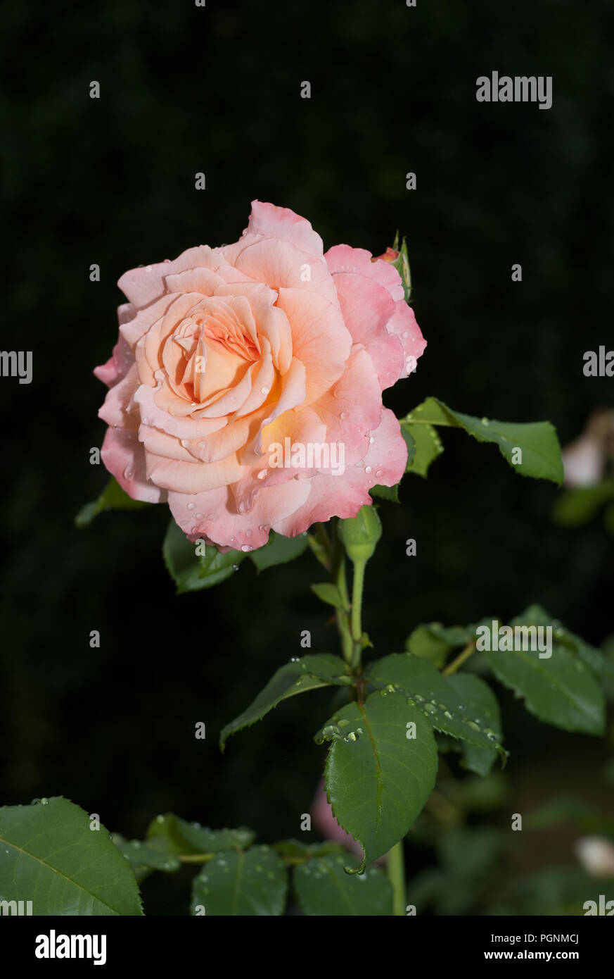 Fresh Thaw on a Single Pale Pink Rose Stock Photo