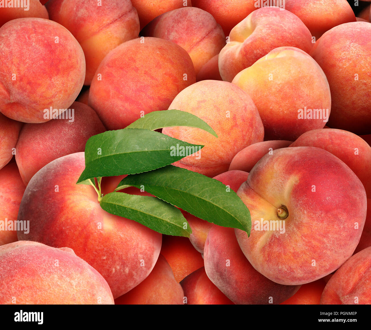 Peach background with a pile of fresh juicy ripe peaches as a summer fruit harvest. Stock Photo